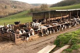 Animal Husbandry