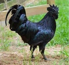 kadaknath Chicken