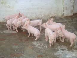 Piglet