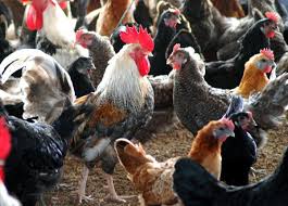Country Chicken