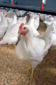 Broiler Chicks
