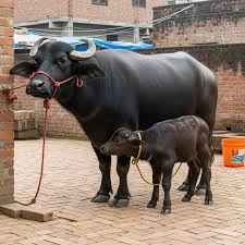 Murrah Buffalo