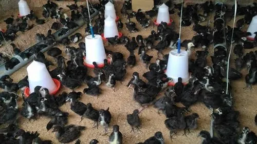 Kairali Chicks