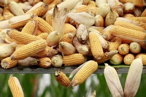 Dry 25 Kg Maize, High in Protein