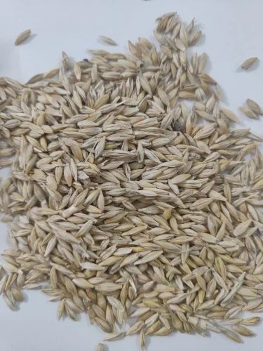 Pearl Barley Jau
