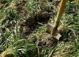 Green Manure
