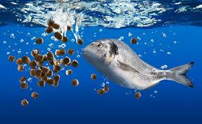 Floating Fish Feed