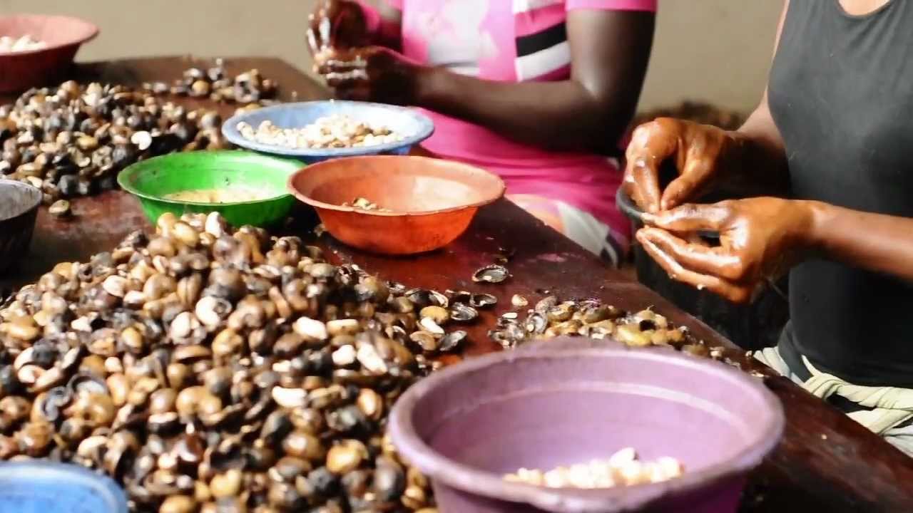 Processed Cashew Nuts