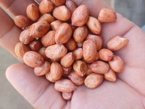 Bold Raw Red Peanut, Packaging Size: 50 Kg