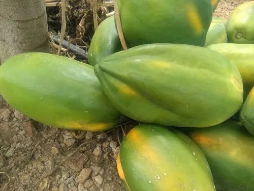 Papaya