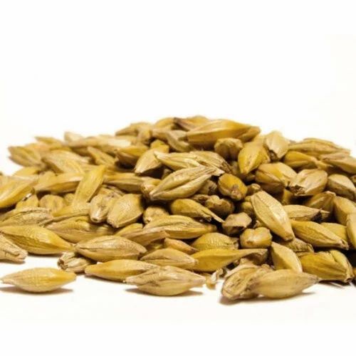 Yellow Barley Malt Grain, High in Protein
