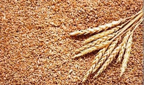 Brown Wheat Grains