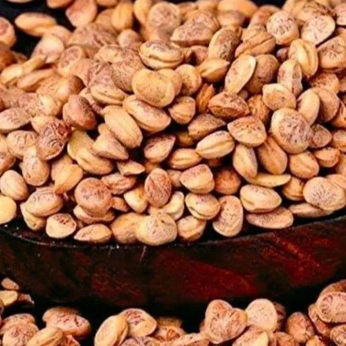 Cuddapah Almond Seeds