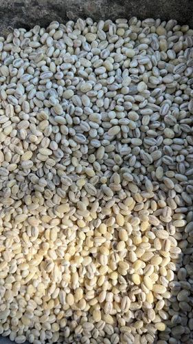Pearl Barley Seeds(organic), For Nutrition Diet, High in Protein