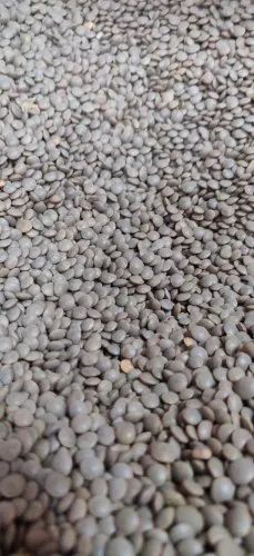 Whole Black Lentils, Packaging Type: Loose
