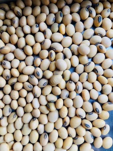 Export Quality Soyabean, PP Bag