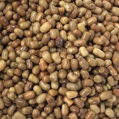 Brown Whole Moth Dal