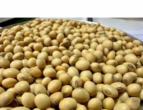 Non-GMO Whole Soybean Seeds