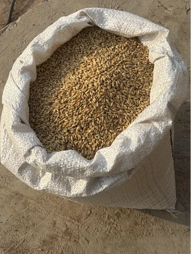 50 Kg Barley Grain, Hulled, For Human Consumption