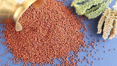 Indian Organic Ragi Seeds, Packaging Size: Packet, High in Protein