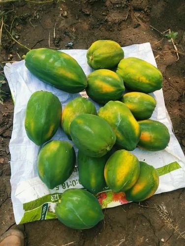 A Grade Fresh Papaya