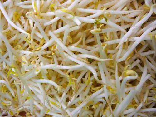 MOONG BEAN LONG SPROUTS (FRESH), Packaging Size: 500g, High in Protein