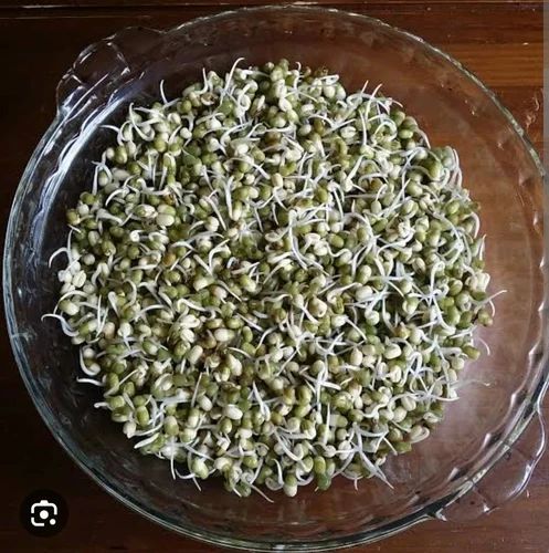 Green Moong Bean Sprouts, High in Protein
