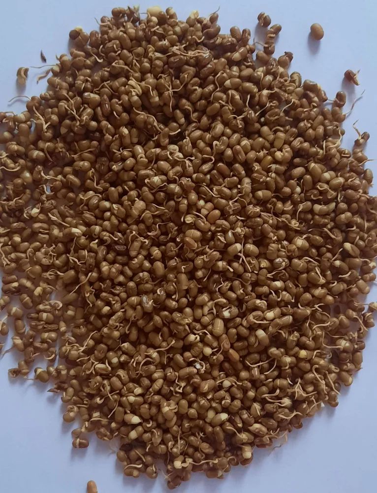 Dehydrated Sprouted Matki, High in Protein