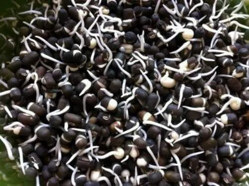 Urad Organic Sprouted Black Gram Powder, High in Protein