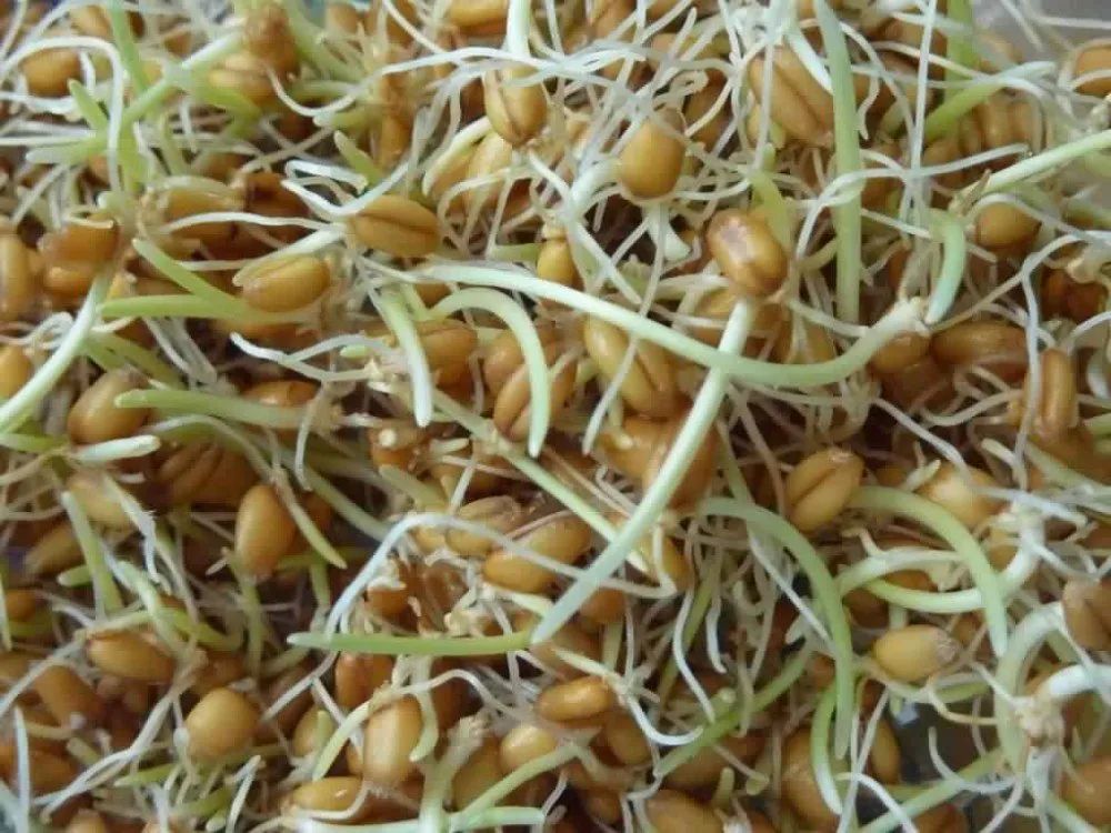 Sprouted Beans