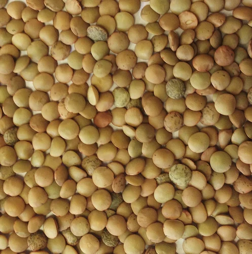 US Regular Lentils
