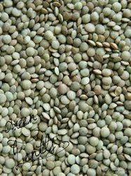 Organic Green Lentils