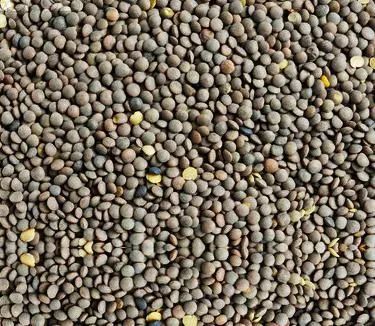 Green Lentil