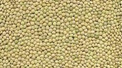 Eston Lentil