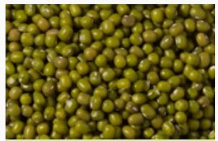 Green Lentil