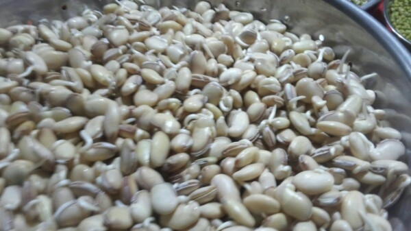 Soybean Sprouts