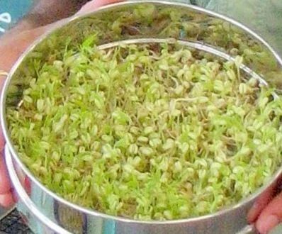 Sprouts