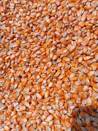 Maize