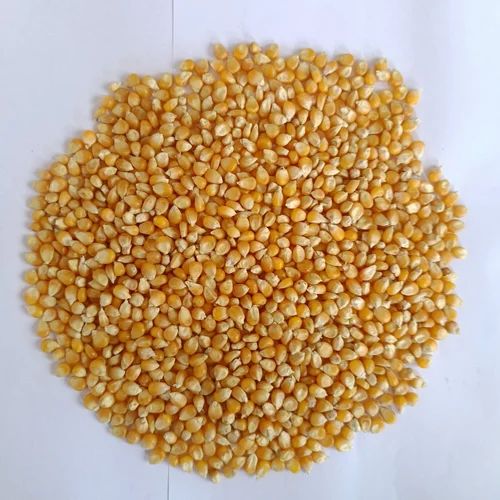 Jumbo Size Popcorn Maize 40 Ltr, 30 Kg