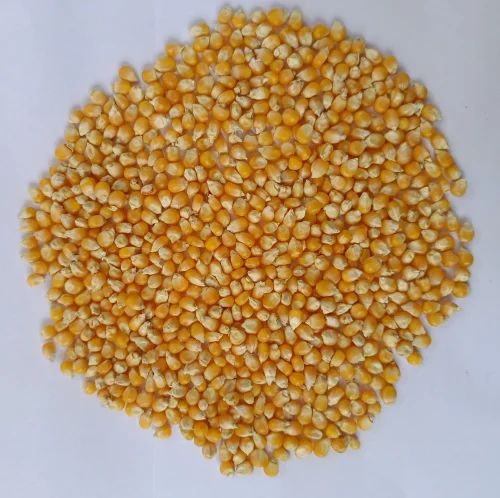 Jumbo Size Popcorn Maize Seed, 30 kg