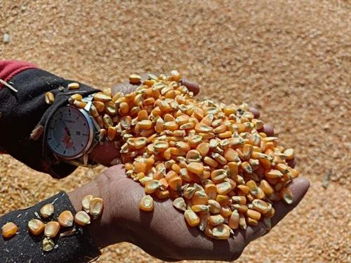 Fodder Yellow Corn Animal Grade