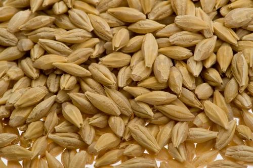 Brown Raw Barley, High in Protein
