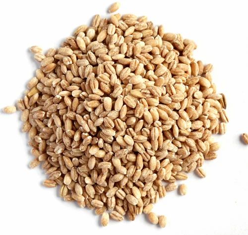 Brown Hulled Barley, High in Protein