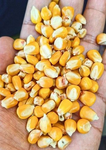 Yellow Corn Maize, Hybrid, For Animal Feed