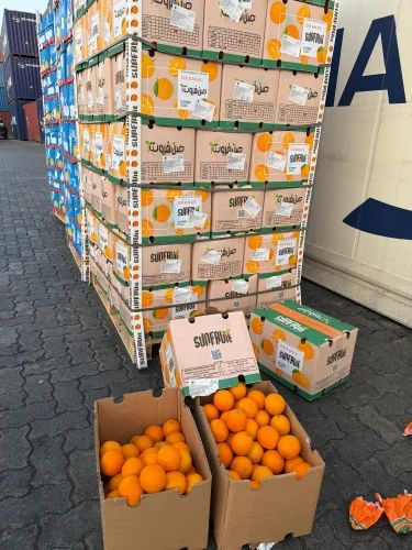 Egyptian Valencia Orange