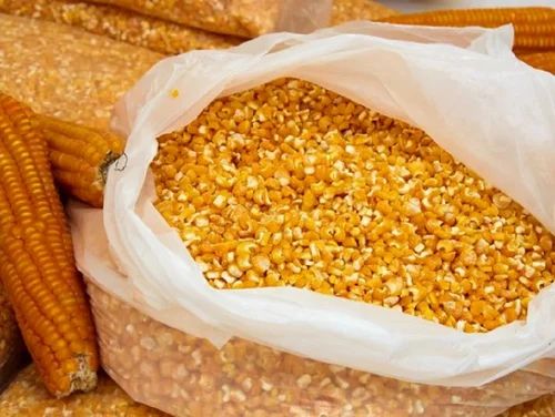Yellow Corn Maize for Human Consumption (Desi Maize)