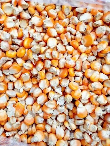 Yellow Corn Maize