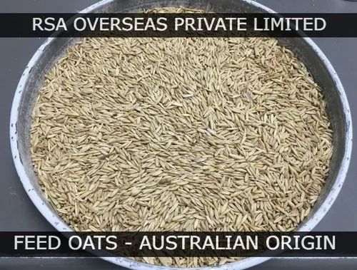 Feed Oats Australian Uncrushed