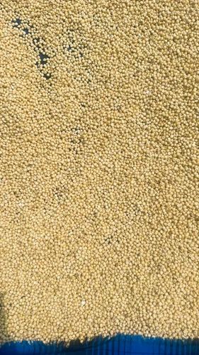 White Jowar Sorghum