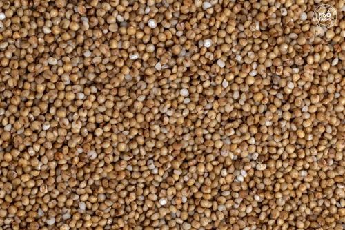 Natural Kodo Millet Seed, For Food Processing, Packaging Type: Loose